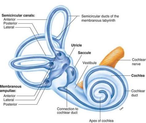 The information about the dynamic equilibrium is detected in the semicircular canals attached to the vestibule. . Dynamic equilibrium ear